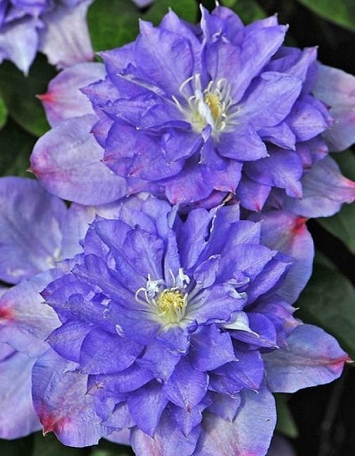 Клематис Блю Экспложен 1 шт Р9